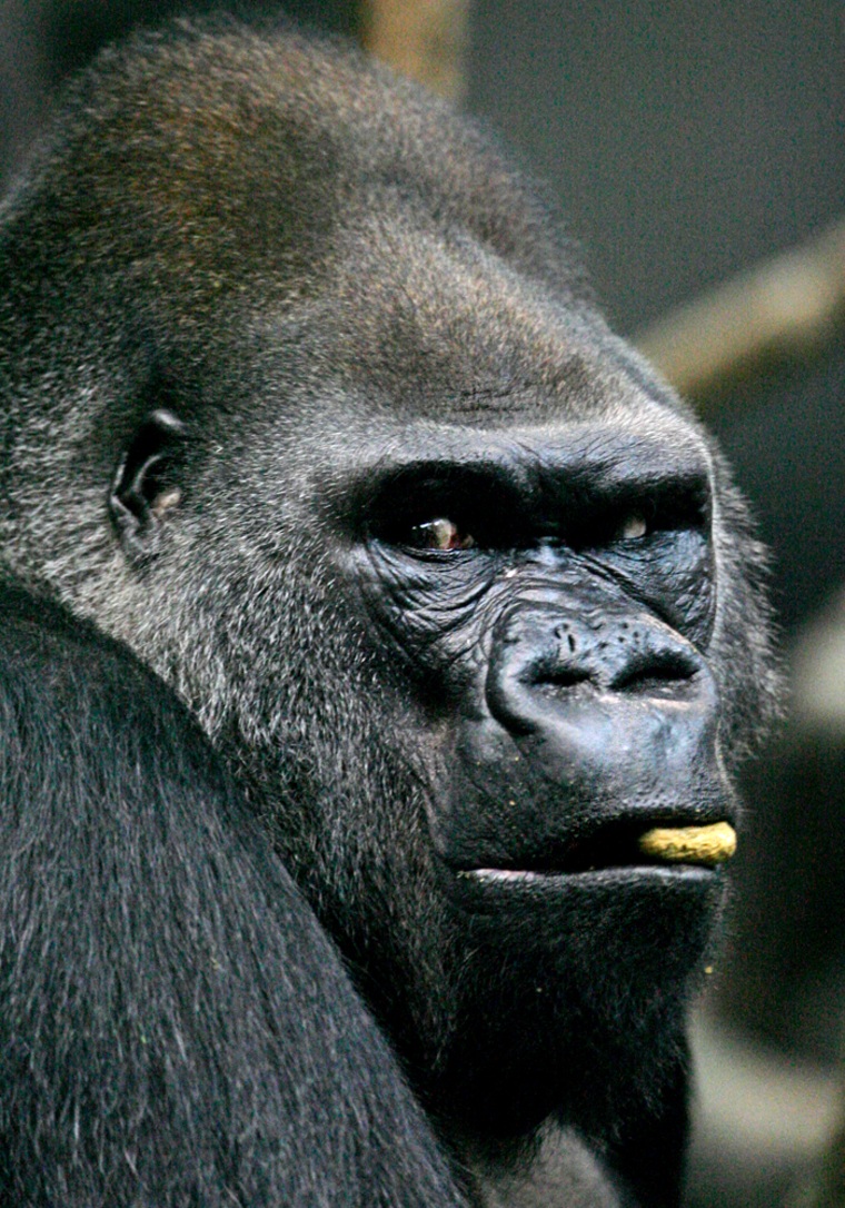 Image: Zoo nutrition; Gorilla