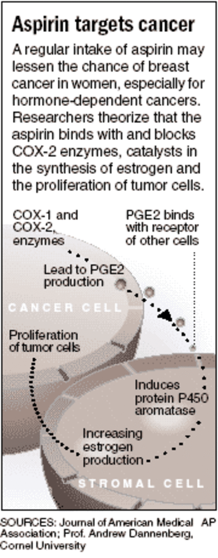 Estrogen Types and Their Connection to Breast Cancer