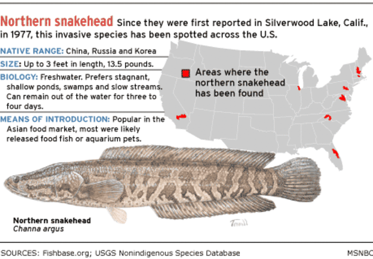 Frankenfish' rears its ugly head in Lake Michigan