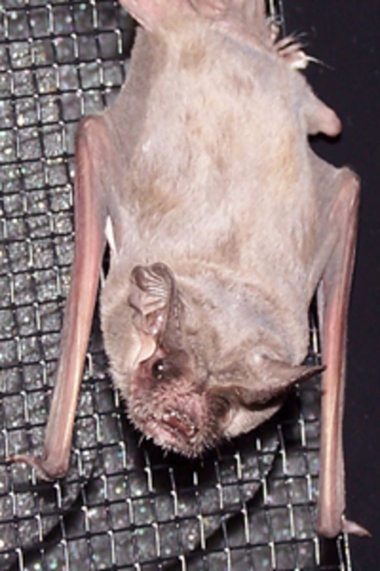Image: Tadarida brasiliensis