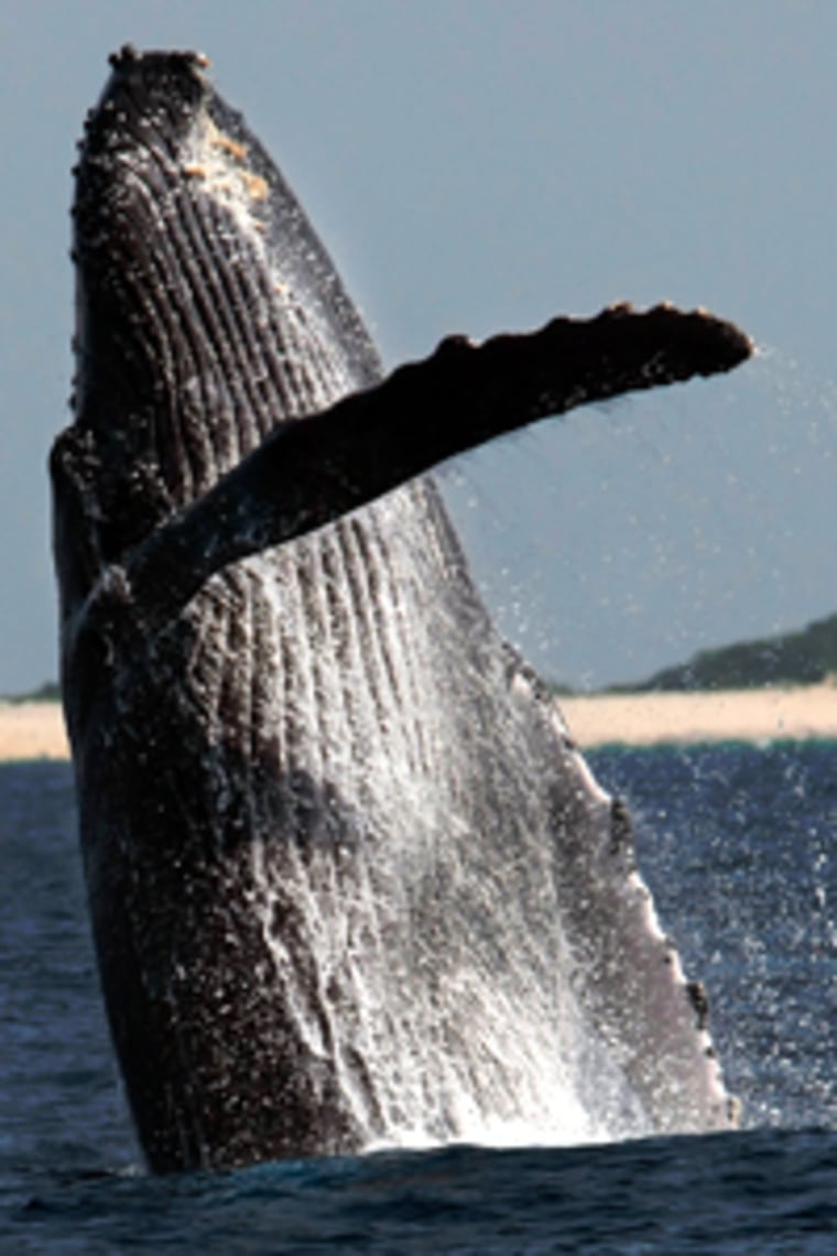 A humpback whale jumps at a whale watching point, off Okinawa, southwestern Japan, Tuesday, March 25, 2008.(AP Photo/Itsuo Inouye)