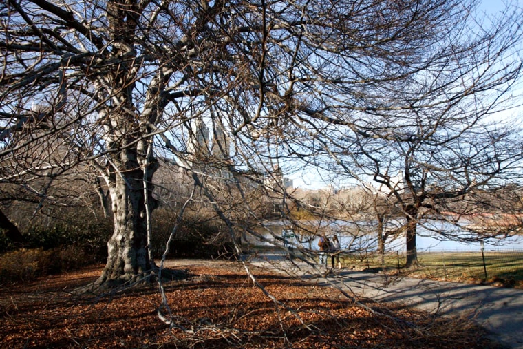 Image: This 100-year-old European beech on Central Park's Cherry Hill,  shown Wednesday, Jan. 9, 2008, was chosen by city officials as the first of 25 \"historical\" trees to be cloned as part of a plan to add a million new trees to streets, parks and publi