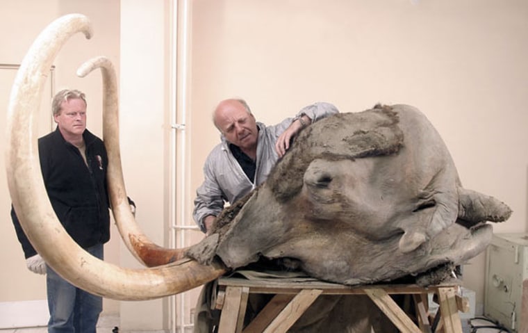 Dick Mol, a paleontologist in Holland, and Bernard Buigues, curator of the Mammoth Museum in Siberia, examine the remains of a woolly mammoth. Credit: A. Tikhonov