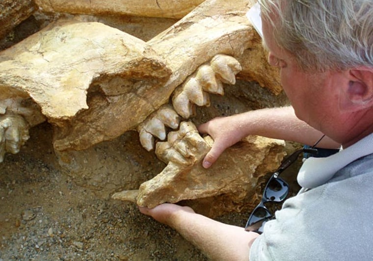 A Dutch researcher examines the jaws of a prehistoric mastodon. The remains are 2.5 millions years old and could provide insight into how the primitive elephant became extinct. Other bones found at the site included a tusk measuring 5 meters in length, which researchers said was the largest ever found in the world. Credit: Evangelia Tsoukala/University of Thessalonki/AP