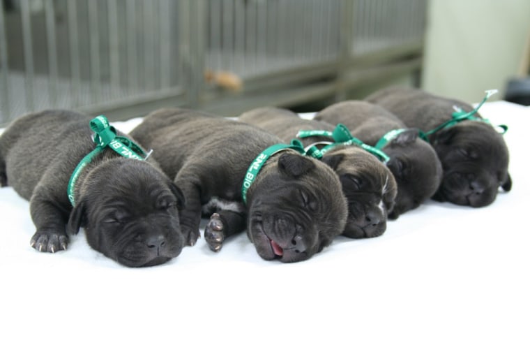 Image: Five cloned pitbull puppies