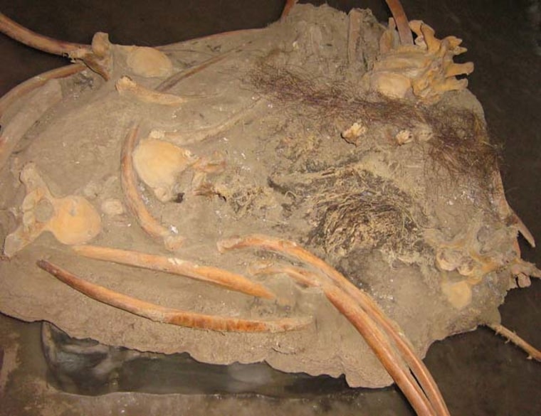 Partially frozen mammoth remains, containing preserved muscle tissue and hair. Credit: Mammuthus lab Khatanga/Tom Gilbert