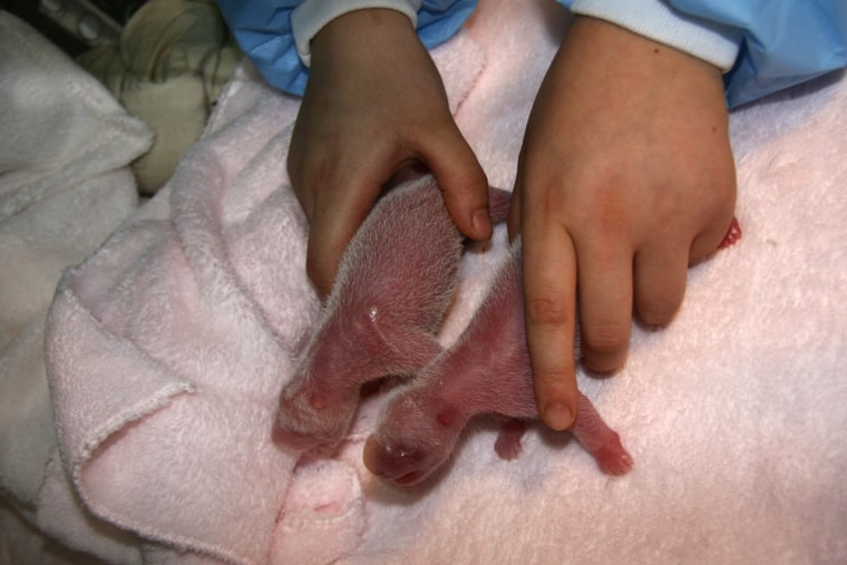 Image: A pair of newborn panda twins