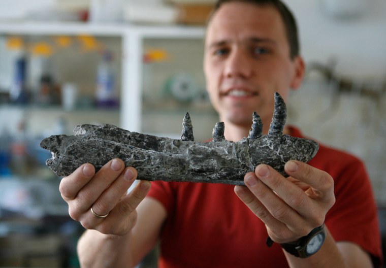 Polish palaeontologist Tomasz Sulej presents a bone of a predator dinosaur at the Polish Academy of Science in Warsaw