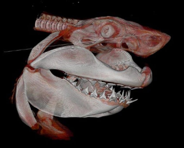 A CAT scan of a great white shark. Credit: Stephen Wroe et al.
