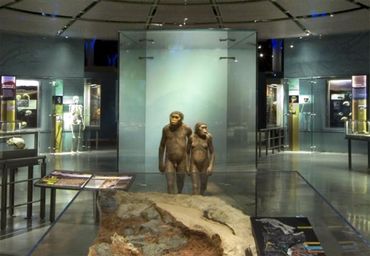 Image: Reconstruction of Australopithecus couple
