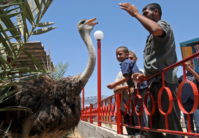 Image: Palestinian zoo worker Wael Abu Muhammed and visitors  play with an ostrich