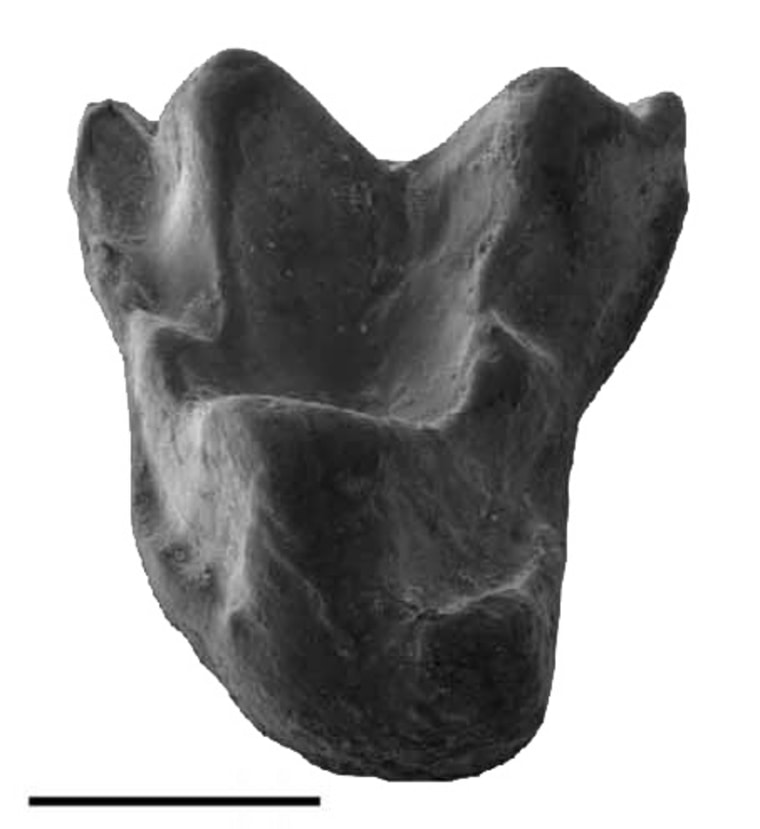 Image: Primate tooth