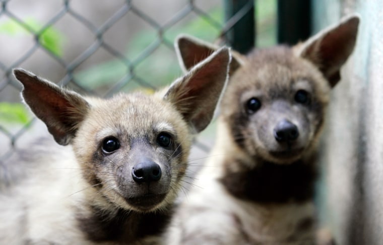 Image: Two baby hyenas