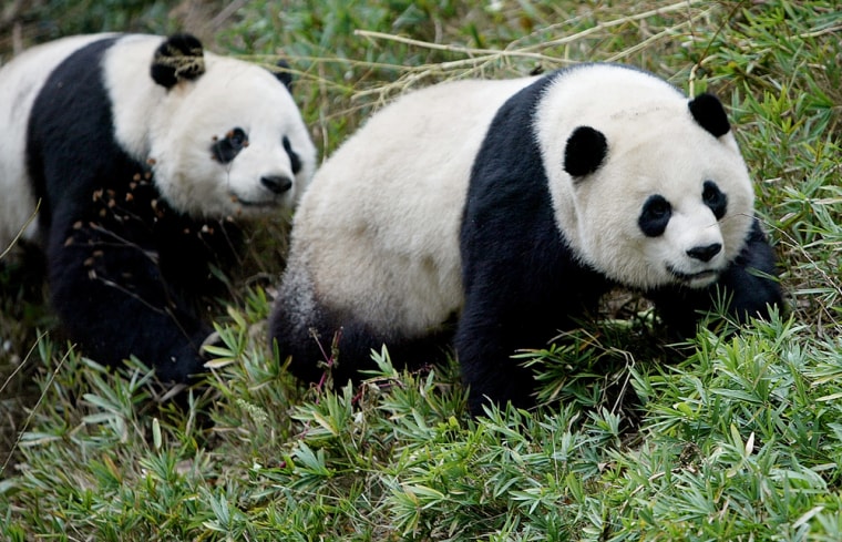 Image: Pandas