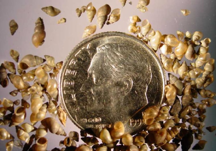 New Zealand mud snails are so small that several dozen are not much bigger than a dime.