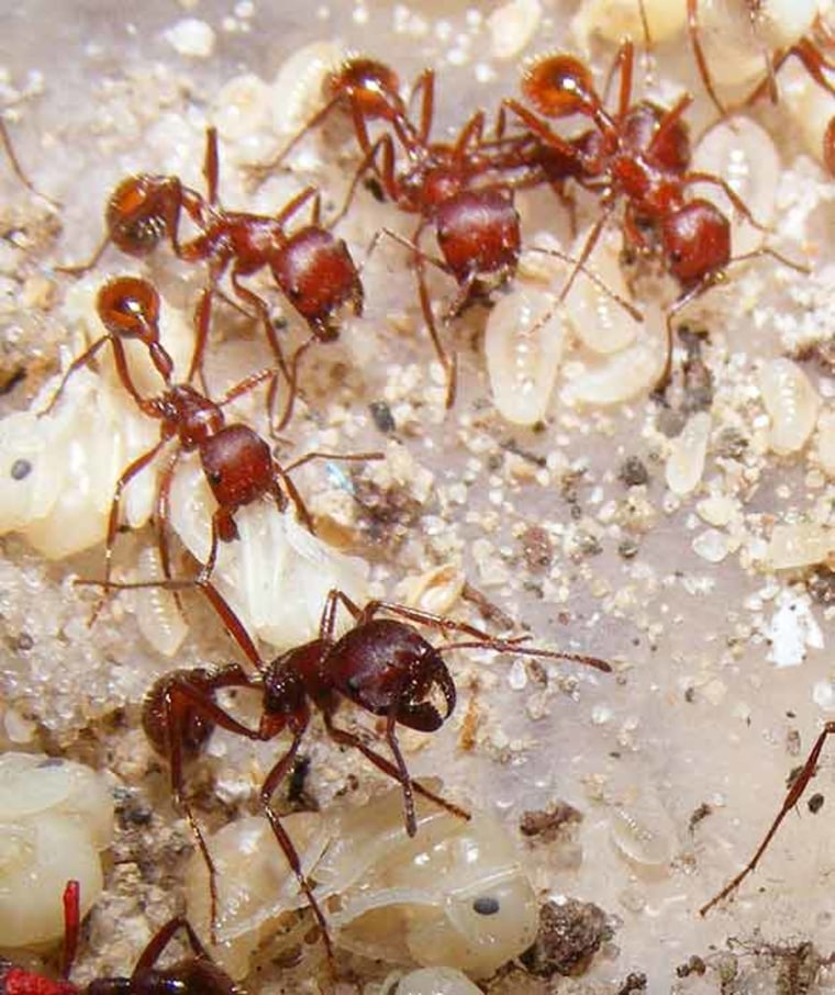 Minor workers of the Florida harvester ant tending pupae and larvae inside of a lab nest. Credit: Chris Smith.