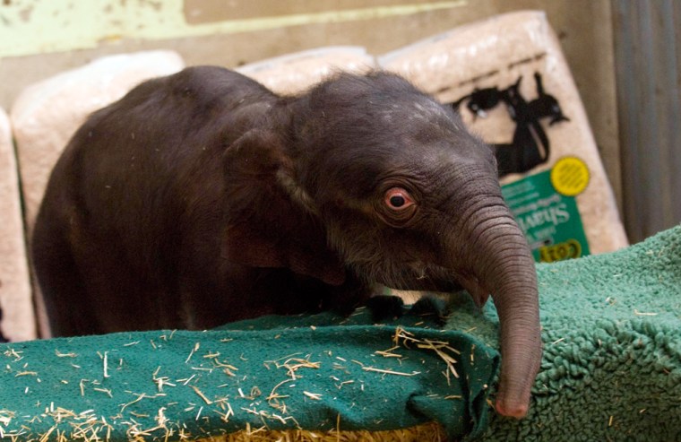 Enclosed by an impromptu protective barrier made from hay and soft wood shavings, a newborn asian elephant awaits for the moment when it can be re-united with his mother Rose-Tu. Rose-tu displayed aggression toward the calf after his birth, and they had to be seperated. It is hoped that she will bond with her calf afterr the first time mother has a chance to meet him again in less strenuous circumstances.