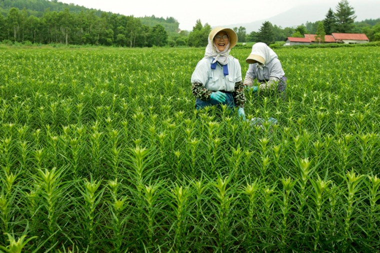 Image: Elderly Japanese farmers