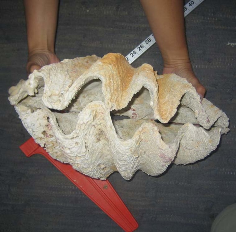 Image: Giant clam