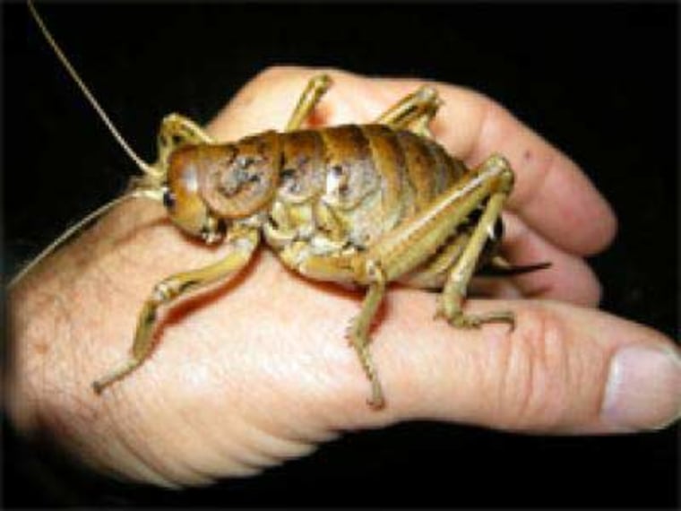 Female giant weta crickets are one of the world's heaviest insects. 