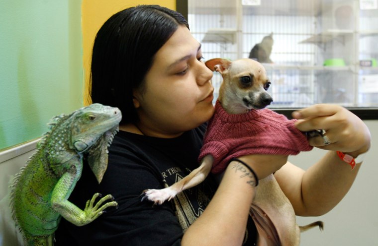 Image: Ida Navejar, an evacuee from Galveston, Texas, dresses one of her pet Chihuahuas