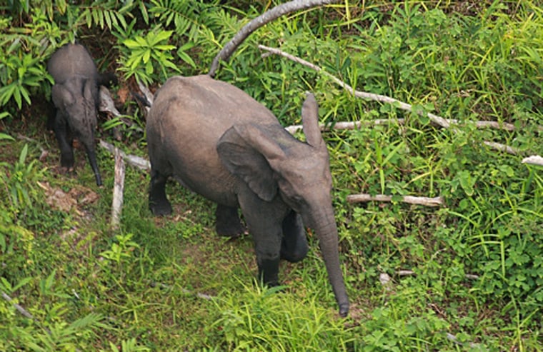 Image: Elephants in Gabon, Africa