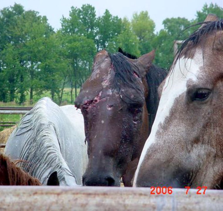 Image: Horses waiting to be slaughtered