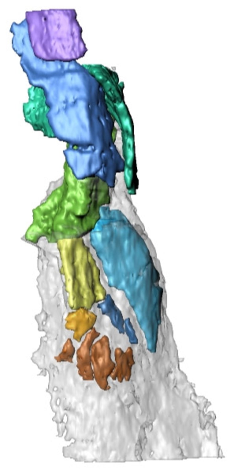 Image: 3D reconstruction of the fin endoskeleton
