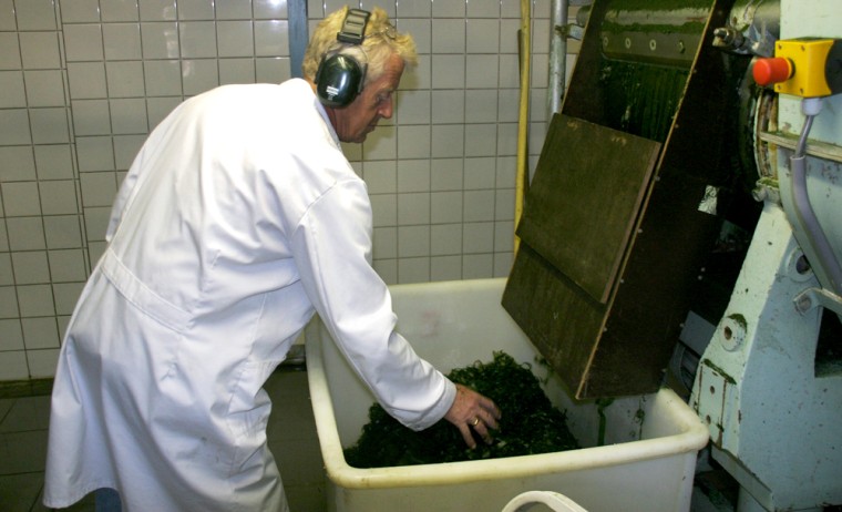 Iamge: Heny Masselink shows extracted algae