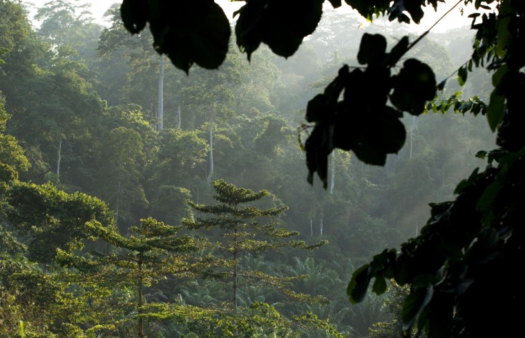 Image:The rainforest in Kakum National Park