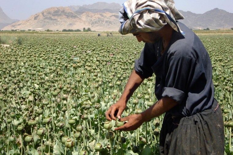 Image: An Afghan man collects resin from poppies in an opium poppy field