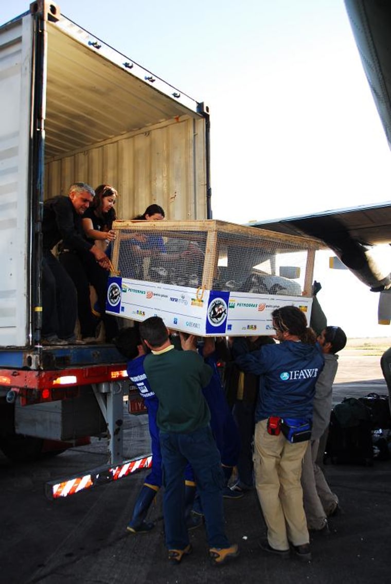 Penguins are transfered from a truck to an airplane for the flight to southern Brazil.