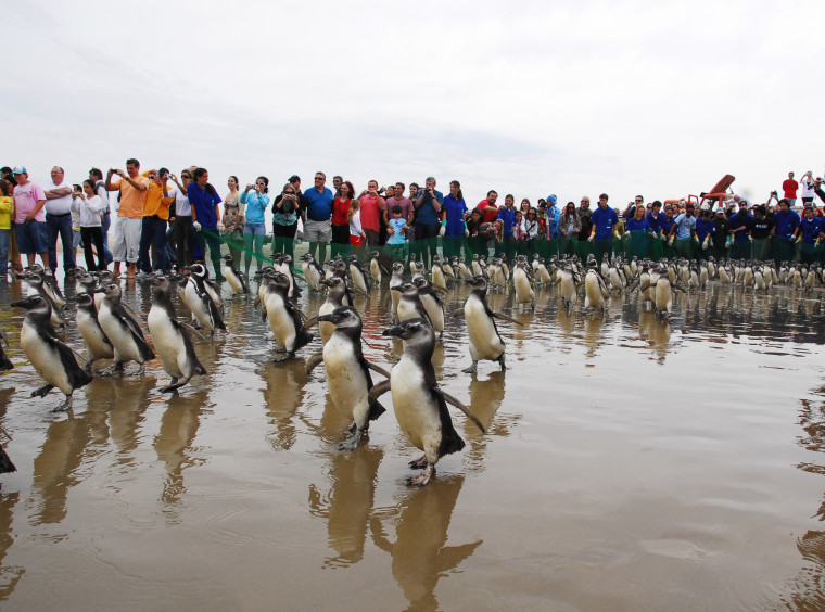 Some of the 373 penguins released Saturday in Pelotas, Brazil, waddle their way back to the ocean.