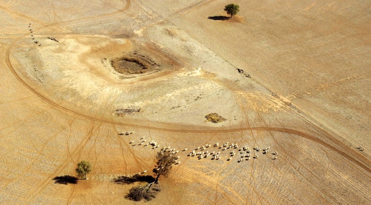 Image: Sheep wander parched land near a dry reservoir
