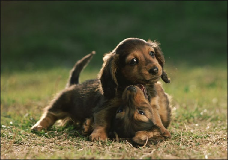 During puppy play, young males sometimes put themselves in a position where they can be taken advantage of by their female playmates. The early behavior could serve them well later in life, say researchers.