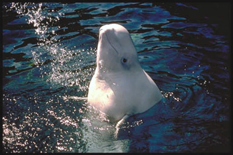 All beluga whales in U.S. waters are in five distinct populations off Alaska. One of those, the Cook Inlet population, has been declared endangered after failing to recover despite earlier protections.