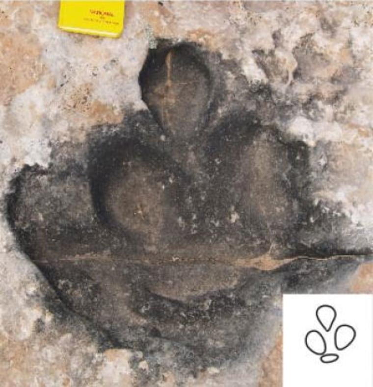 This Eubrontes dinosaur footprint, including three toes and a heel, measures roughly 16 inches (41 cm) long and is thought to have been made by an upright-walking meat-eater. (The inset outlines the footprint shape.)