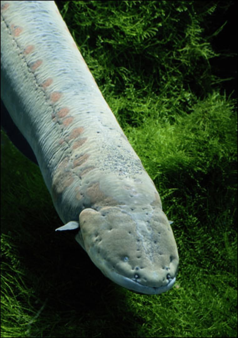 Image: Electric eel