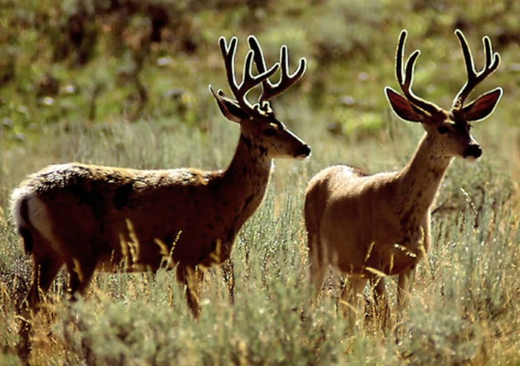 How Many Deer Are In a Herd? Discover the Surprising Numbers!