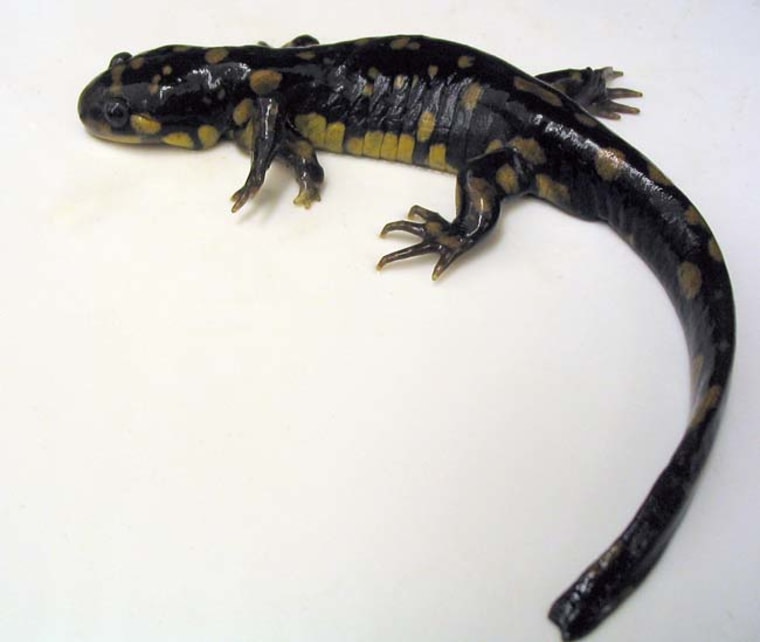 Image: Five-legged salamander