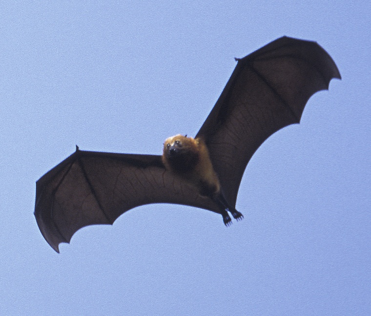 The Pemba flying fox has a wingspan that can reach 5 and 1/2 feet.