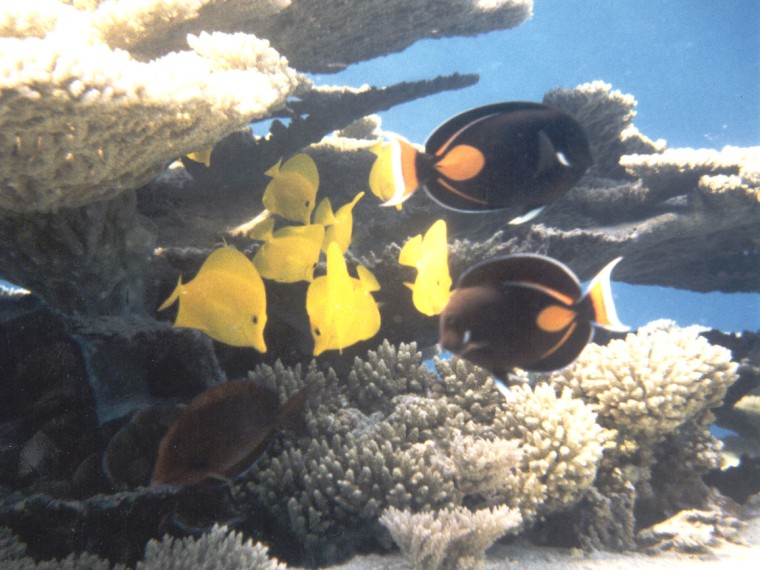These coral fish were spotted along the Johnston Atoll within the Central Pacific Islands. The region could become the largest protected area in the world.
