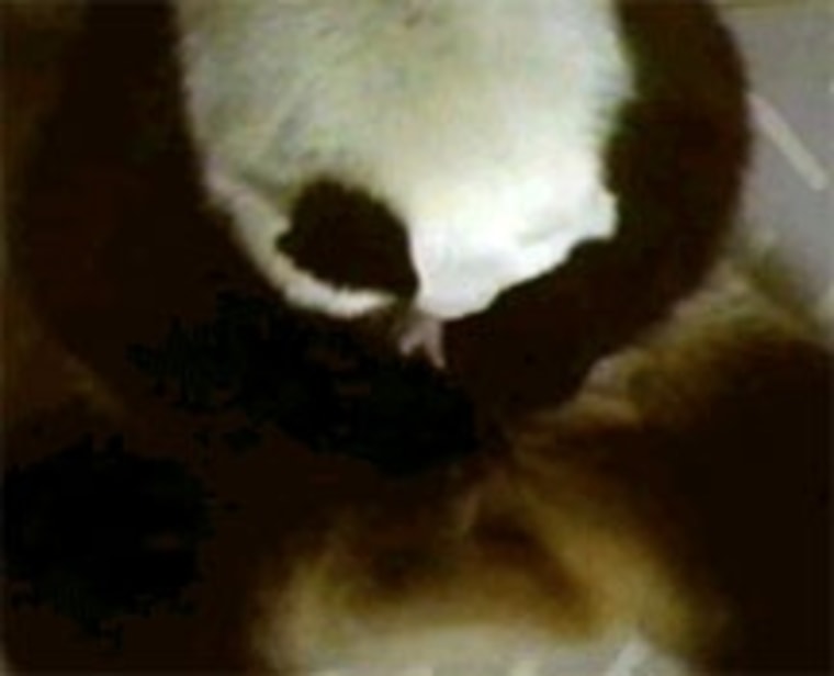 Lun Lun panda mother at Zoo Atlanta cuddles cub. Panda cub placed in incubator.
