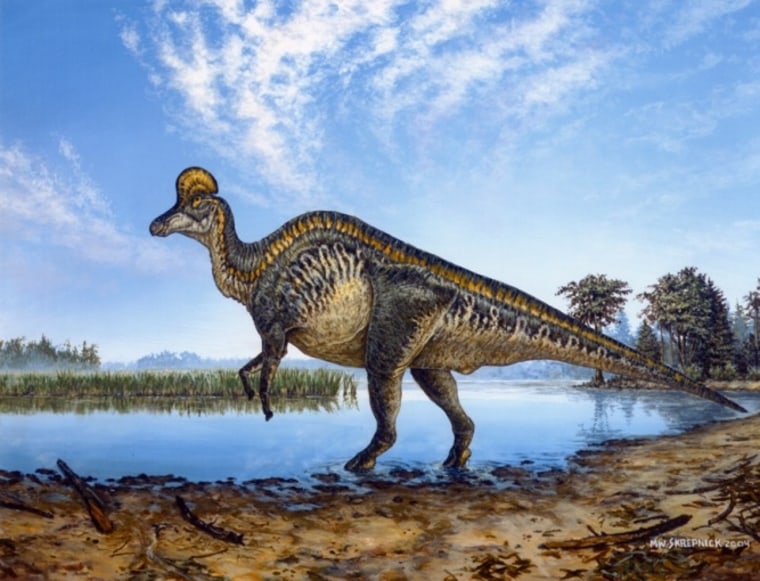 Can you hear me now? The helmet-crested lambeosaur Corythosaurus sported a bony head crest that probably served as a resonating chamber for making sounds. 