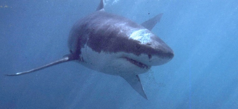 Image: Great White Shark