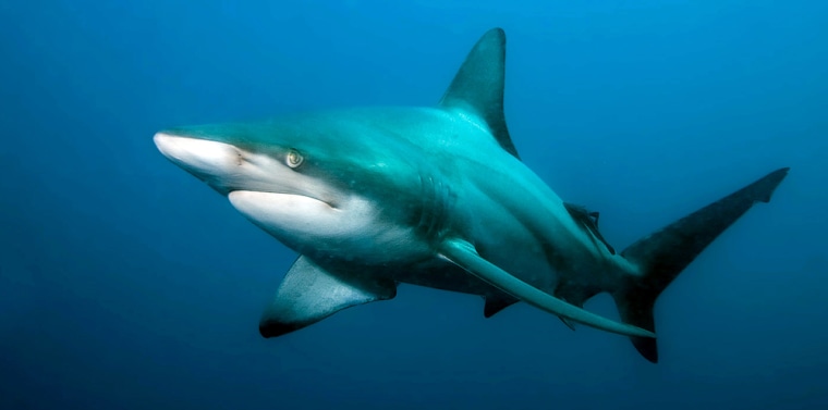 Image: A blacktip shark