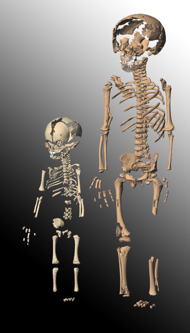 Image courtesy of National Academy of Sciences, PNAS |
 
No Dummy
A virtual reconstruction of a Neanderthal whose skeleton suggests their brains were comparable to -- or even larger than -- those of modern humans. |