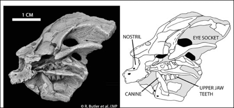 Journal of Vertebrate Paleontology/Natural History Museum |
 
Tiny Skull, Big Appetite 
This image shows a 2-inch heterodontosaur skull that weighs less than two sticks of butter. It is the second-smallest intact dinosaur ever found