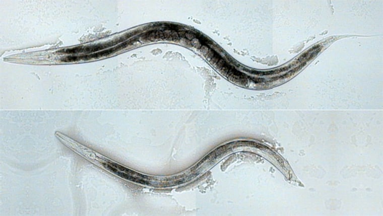 Scientists tweaked genetics in the brains of hermaphrodite worms (top image) so they were attracted to other hermaphrodites, as if they were male worms (bottom image).