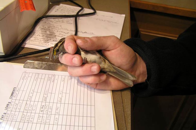 A white-throated sparrow is held by Chad Seewagen of the Wildlife Conservation Society and University of Western Ontario as he enters data on the bird's fat content and lean body mass. 